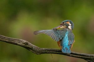 Brosser le martin-pêcheur sur Tanja van Beuningen