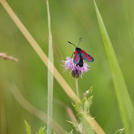 Ein Johannisfalter wird auch Blutstropfen genannt