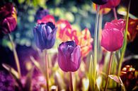 Ein buntes Meer aus Blumen - stimmungsvolles, farbenfrohes Blumenfeld aus Tulpen - Frühlingserwachen von Jakob Baranowski - Photography - Video - Photoshop Miniaturansicht