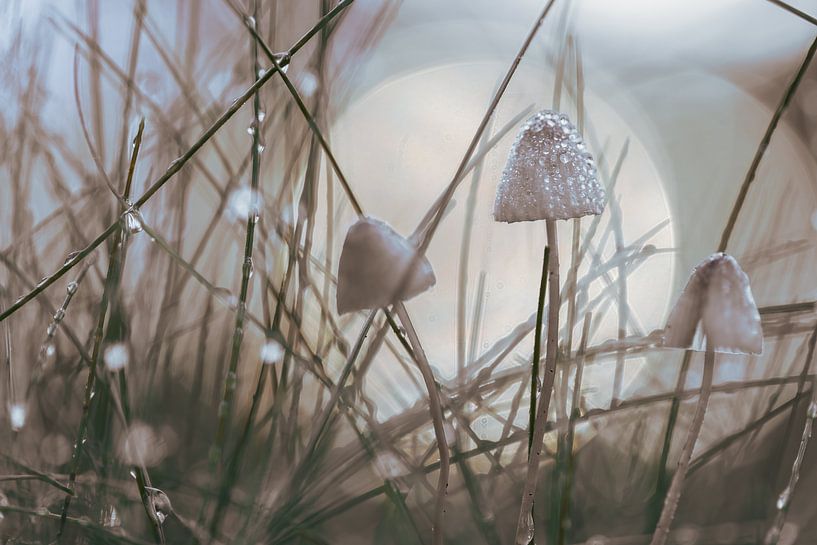 Mycena&#039;s dans l'herbe par Patricia van Kuik