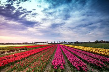 Tulip fields