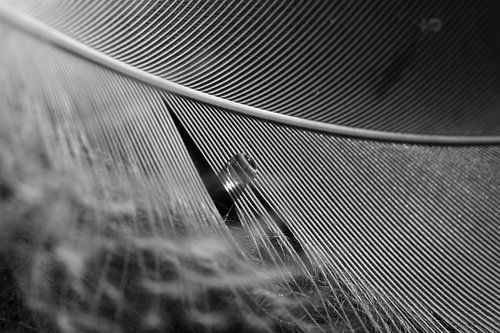 Tropfen auf die Federn