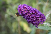 Süße Suche - Biene auf lila Blume mit weichem grünen Hintergrund