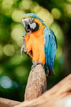 Zeg kaas! van Dominique Rörtgen Fotografie