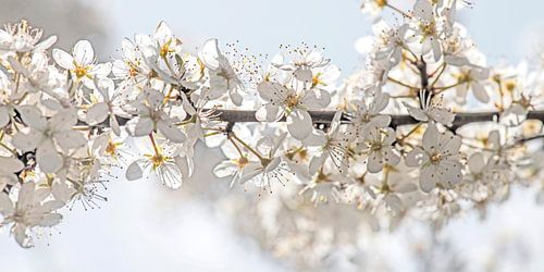 blackthorn