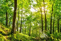 Wald mit Sonne