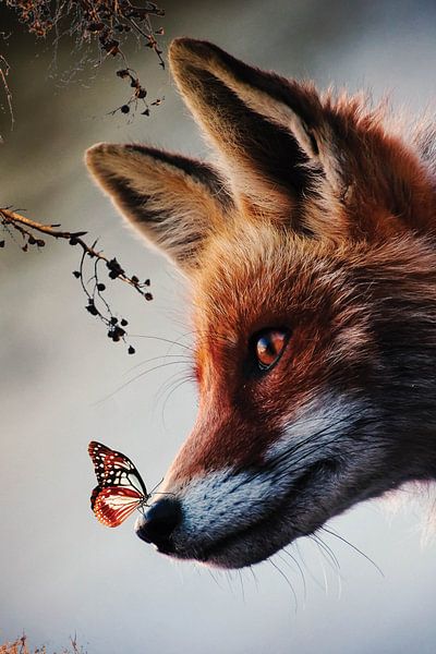 Fox with butterfly on his nose in the forest by Designer