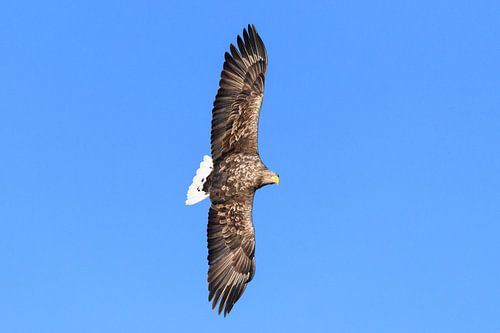 Zeearend  (Haliaeetus-albicilla) jaagt in de lucht boven een Fjord