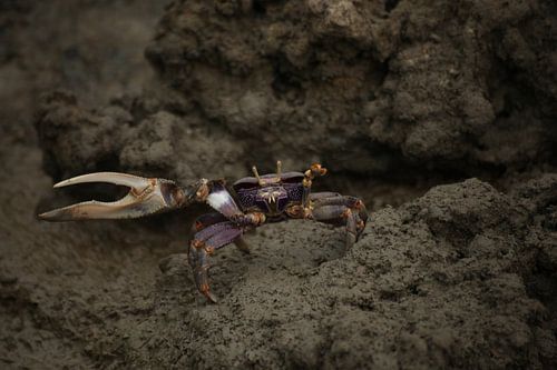 Crabe de fenouil sur Britt Trouwborst