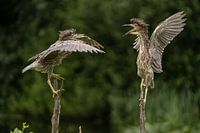Twee jonge vogels (Kwakken)  "in gesprek"