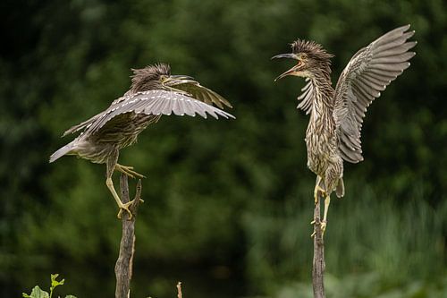 Twee jonge vogels (Kwakken)  "in gesprek"