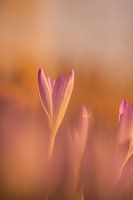 Lente