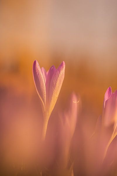 Frühling von Corné Ouwehand
