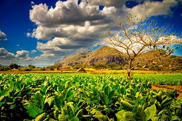 Viñales is een gemeente in de Cubaanse provincie Pinar del Río. van René Holtslag