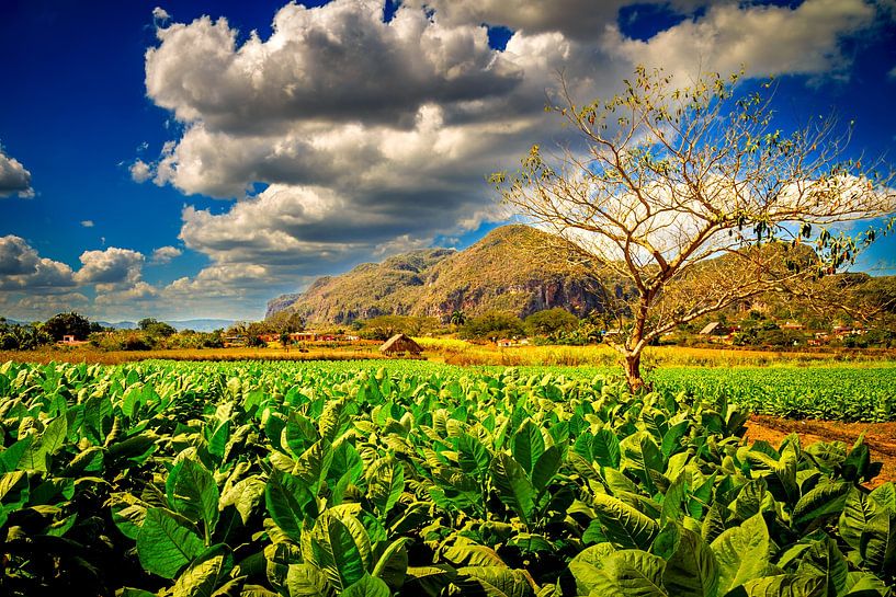 Viñales is a municipality in the Cuban province of Pinar del Río. by René Holtslag