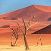 Namibie Arbres dans la Deadvlei sur Jean Claude Castor