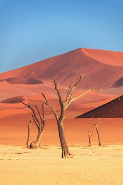 Namibia Bäume in der Deadvlei von Jean Claude Castor