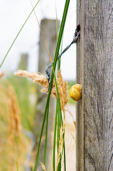 Aus dem Wind von John Goossens Photography