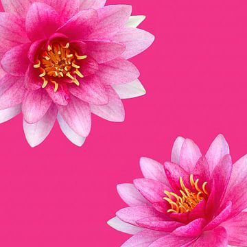 water-lily-neon-pink by Klaartje Majoor