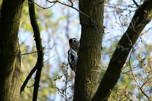 Der junge Buntspecht und sein Elternteil