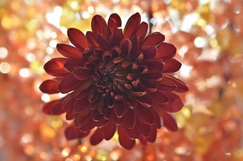 chrysant