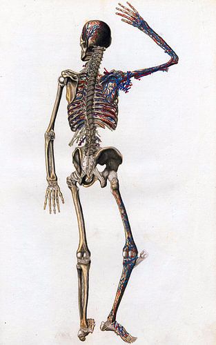 Anatomie des Rückens - vollständiges Skelett mit Blutgefäßen und Sehnen