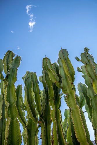 Club des succulentes