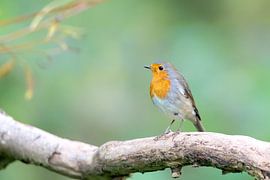 Robin (Erithacus rubecula) van Dirk Rüter