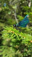 Libelle