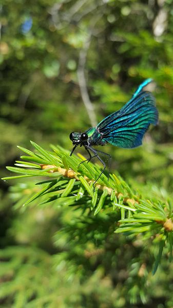 Libelle by LottevD