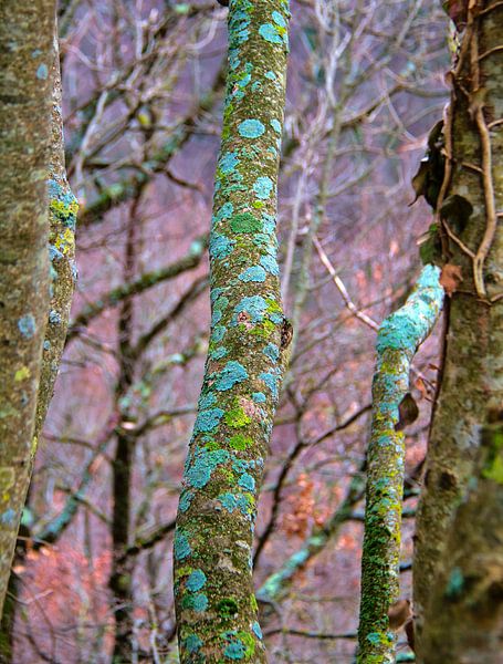 Lichen coloré par Images from a hillside in Umbria