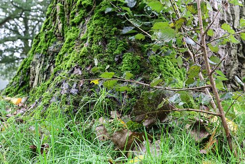 groene boom leijpark tilburg