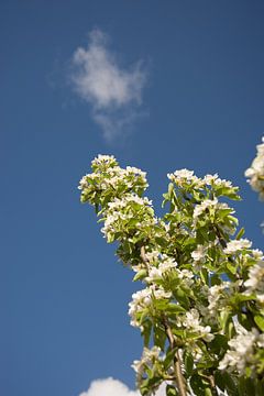 Birnenblüte von Bart van Wijk Grobben