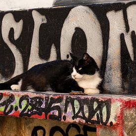 Katze vor Graffiti, Lissabon Portugal von Harald Stein