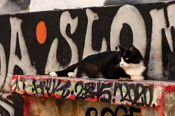 Cat in front of graffiti
