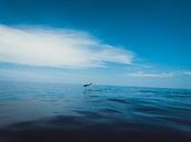 Dolfijn par Stedom Fotografie Aperçu