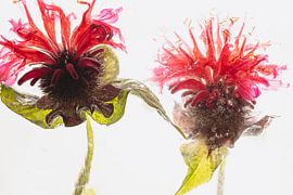 Golden balm in ice 2 by Marc Heiligenstein