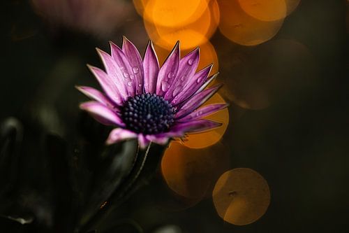 Osteospermum paarse bloemen met bokeh