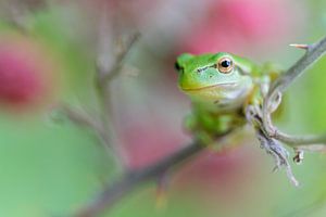 Nature | Treefrog between unripe blackberries von Servan Ott