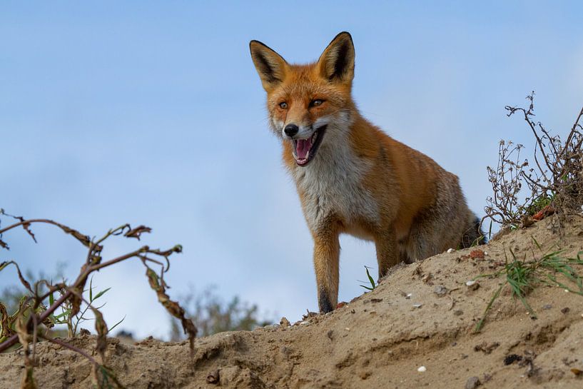 Fox in the dunes by Dennis Schaefer