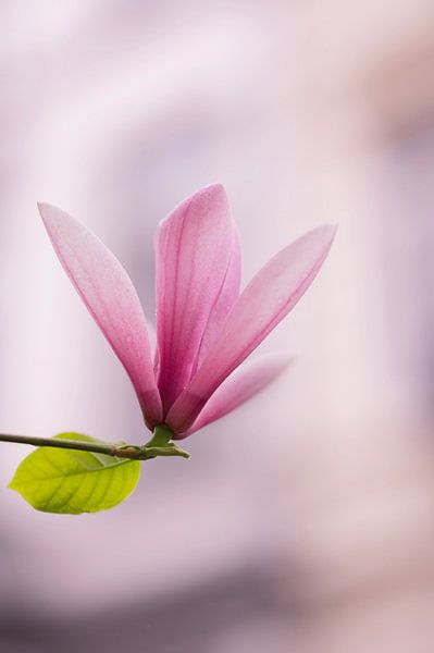 Lonely in the light of heaven by Robby's fotografie