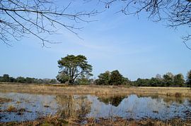 Hunde Tubbergen von Lambertus van der Vegt