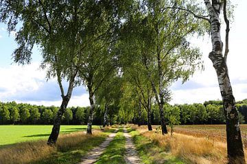 Berkenlaan in de Lüneburger Heide van Karina Baumgart