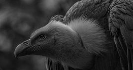 Le vautour fauve sur Stephan Scheffer