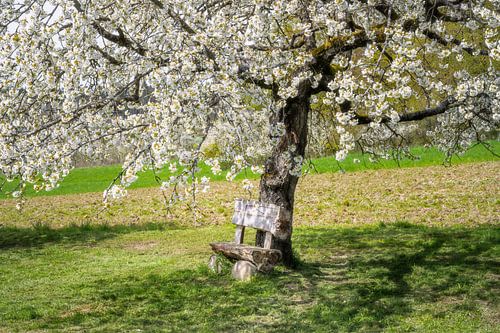 Houten parkbank onder een bloeiende kersenboom