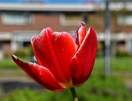 Red tulip ? by Corine Dekker