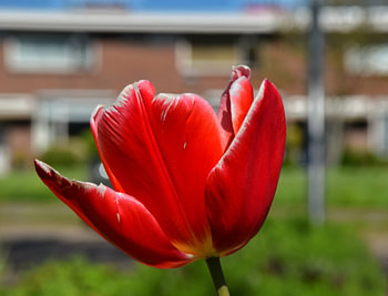 Rote Tulpe ?.