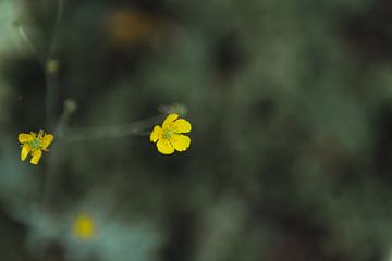 Gelber Hahnenfuß | Kunstdruck | Sammlung botanisch von Sanne Dost