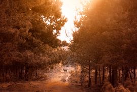 Deelerwoud Veluwe van Tom Kraaijenbrink
