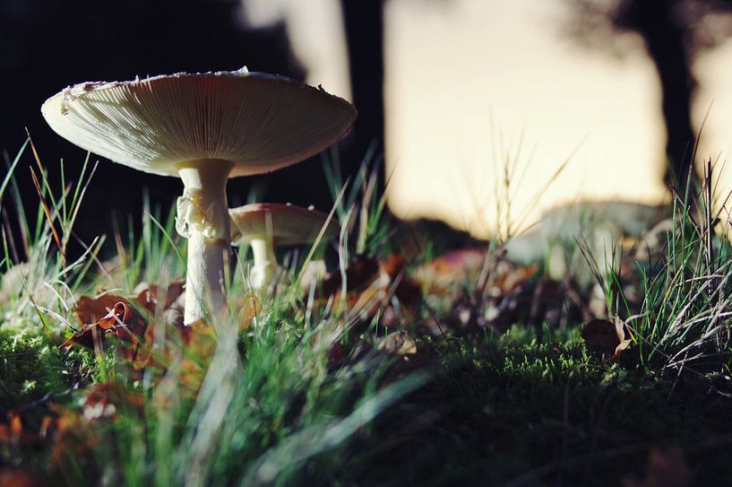 herfstochtend by Sagolik Photography